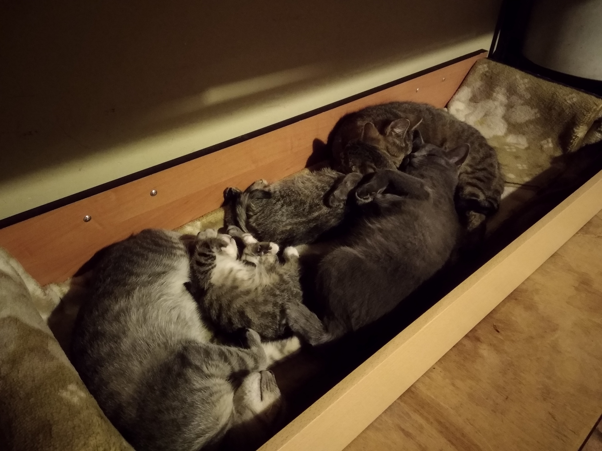 Catbox. - My, cat, Catomafia, Kittens, Box, Longpost, Pets