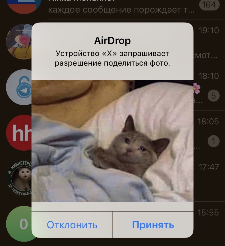 Suddenly - Metro, Moscow, cat