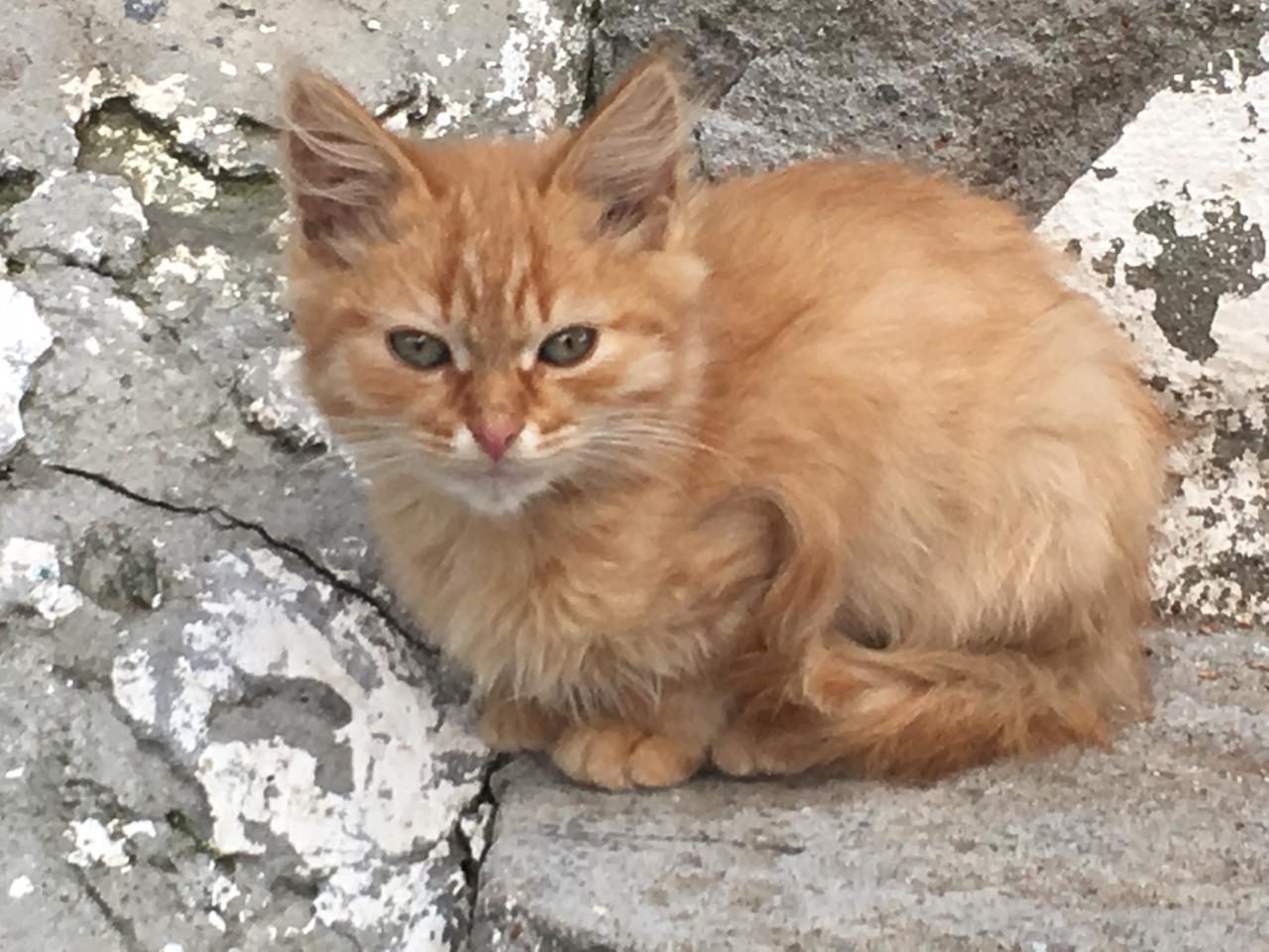 Red kittens are in good hands! - cat, Moscow, In good hands, Homeless, Longpost, No rating