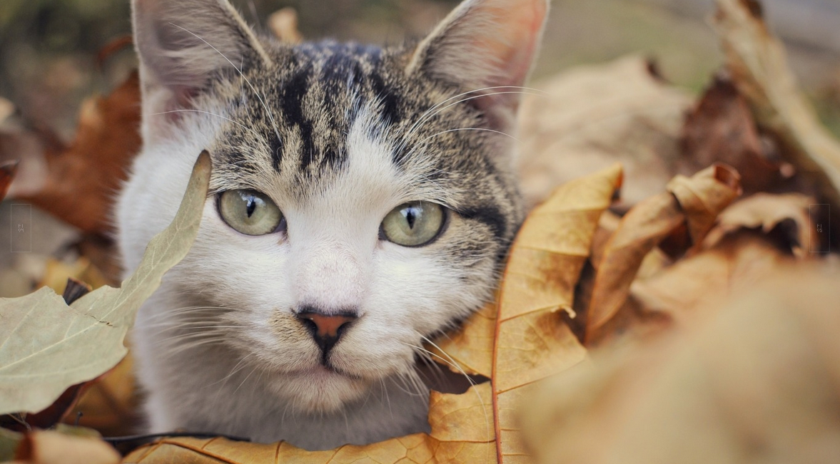 Я тоже хочу в партизаны! - Кот, Котомафия, Осень