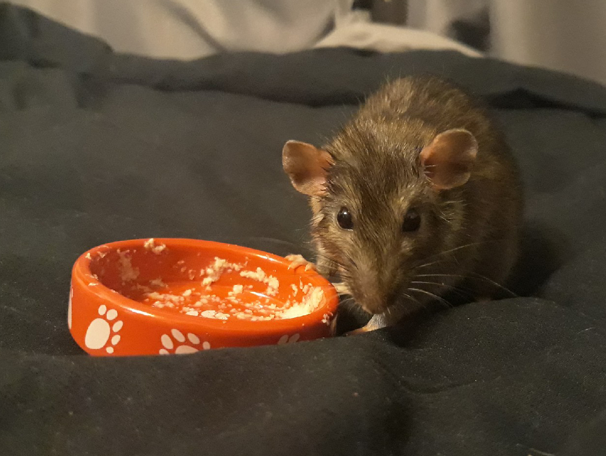 Klysland. Foundling Nathan Nathanos - My, Rat, Decorative rats, Pets, Animals, Text, Longpost