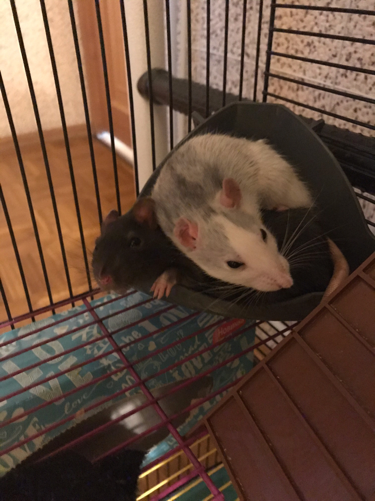 Soul to soul - My, Rat, Milota, The photo, Hugs, Longpost