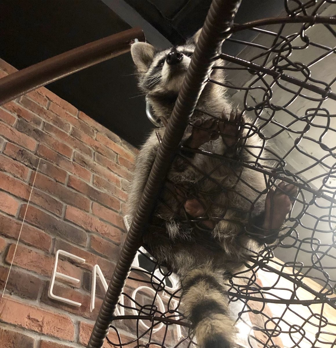 Cafe with raccoons. - Yamma, Review, Screenshot, Raccoon, Cafe, Longpost, Novosibirsk