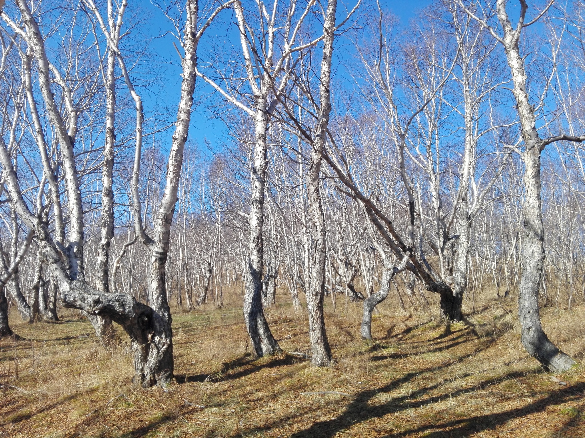 Камчатка. Осенний лес. - Моё, Камчатка, Вилючинск, Лес, Осень, Длиннопост