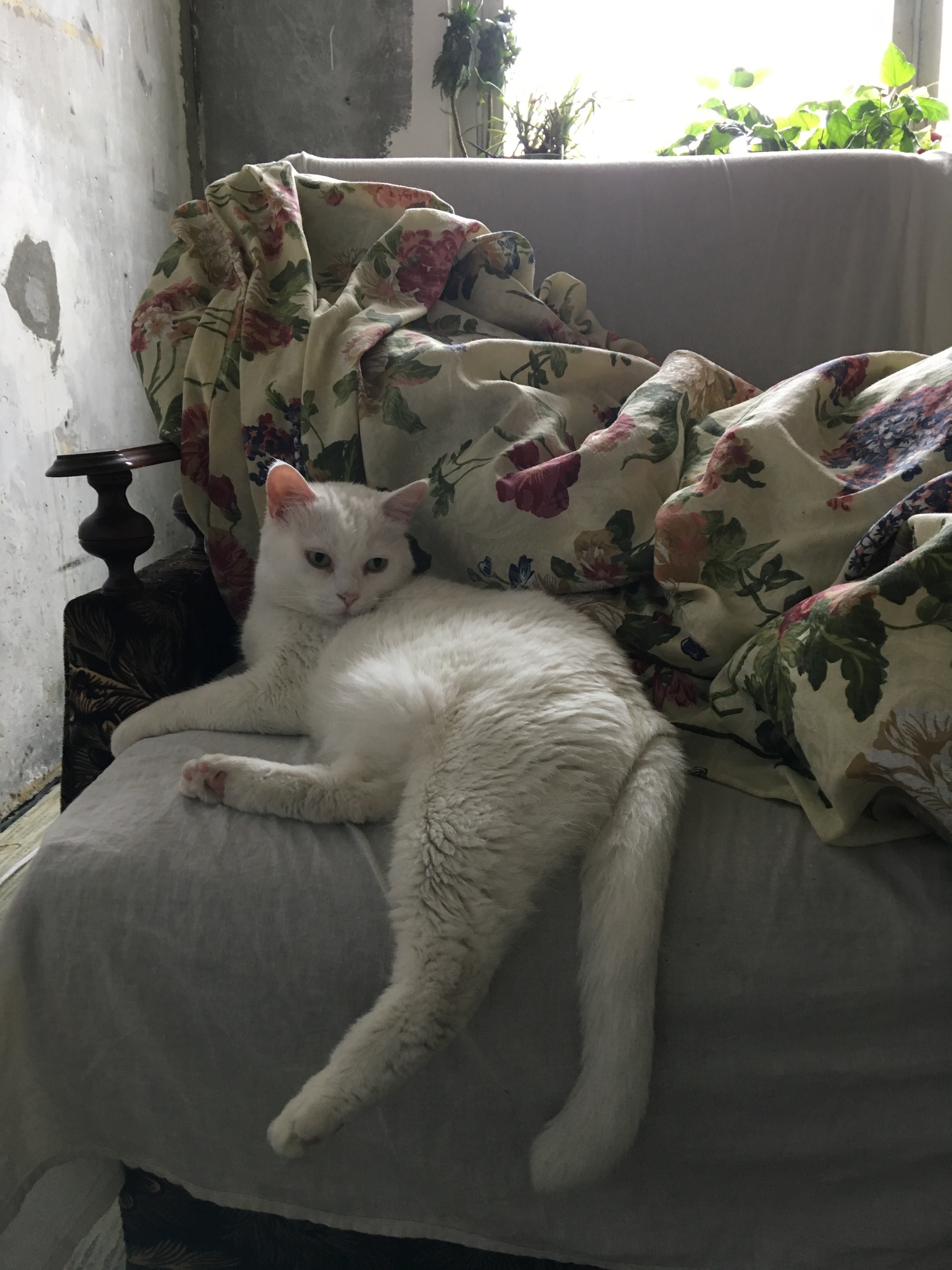 Кот облокотился на диван