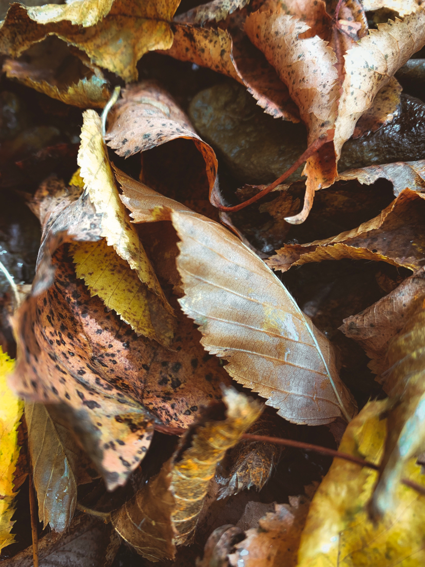 Golden autumn in Crimea. Angarsk Pass October 18 +22 - My, Crimea, Autumn, Mobile photography, Forest, Longpost