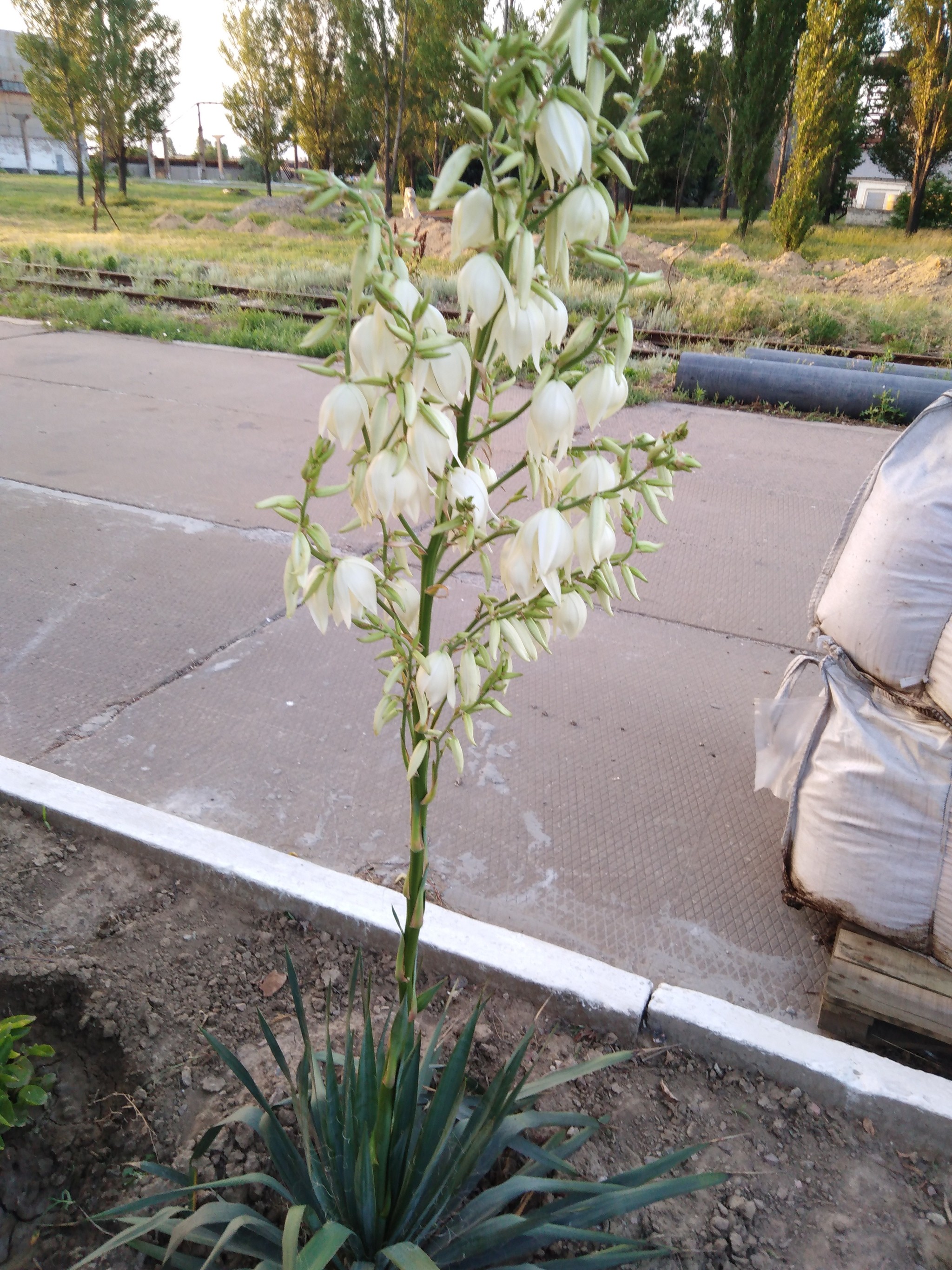 Yucca - flower of happiness - My, Yuka, Flowers, Garden, Longpost