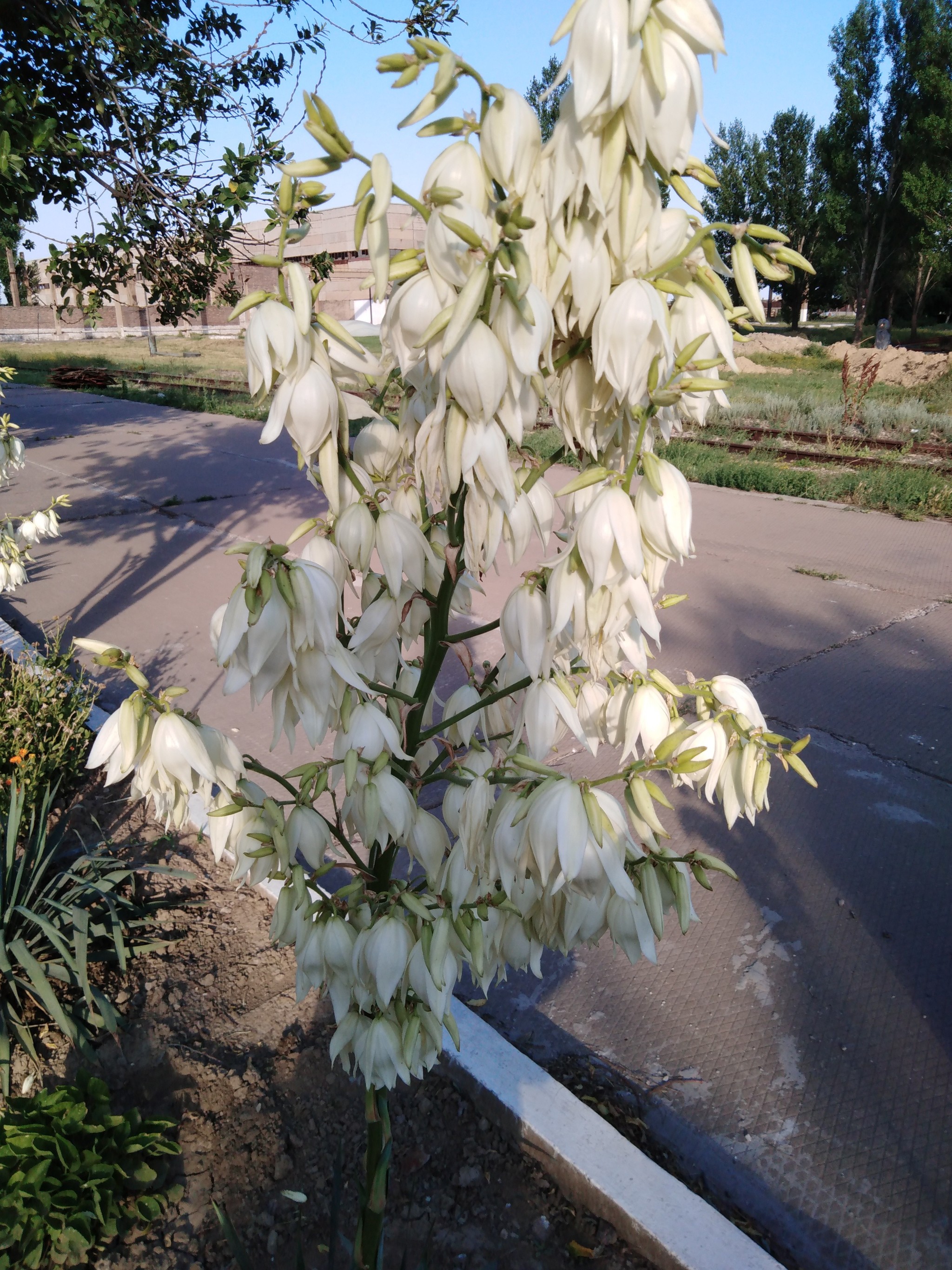 Yucca - flower of happiness - My, Yuka, Flowers, Garden, Longpost