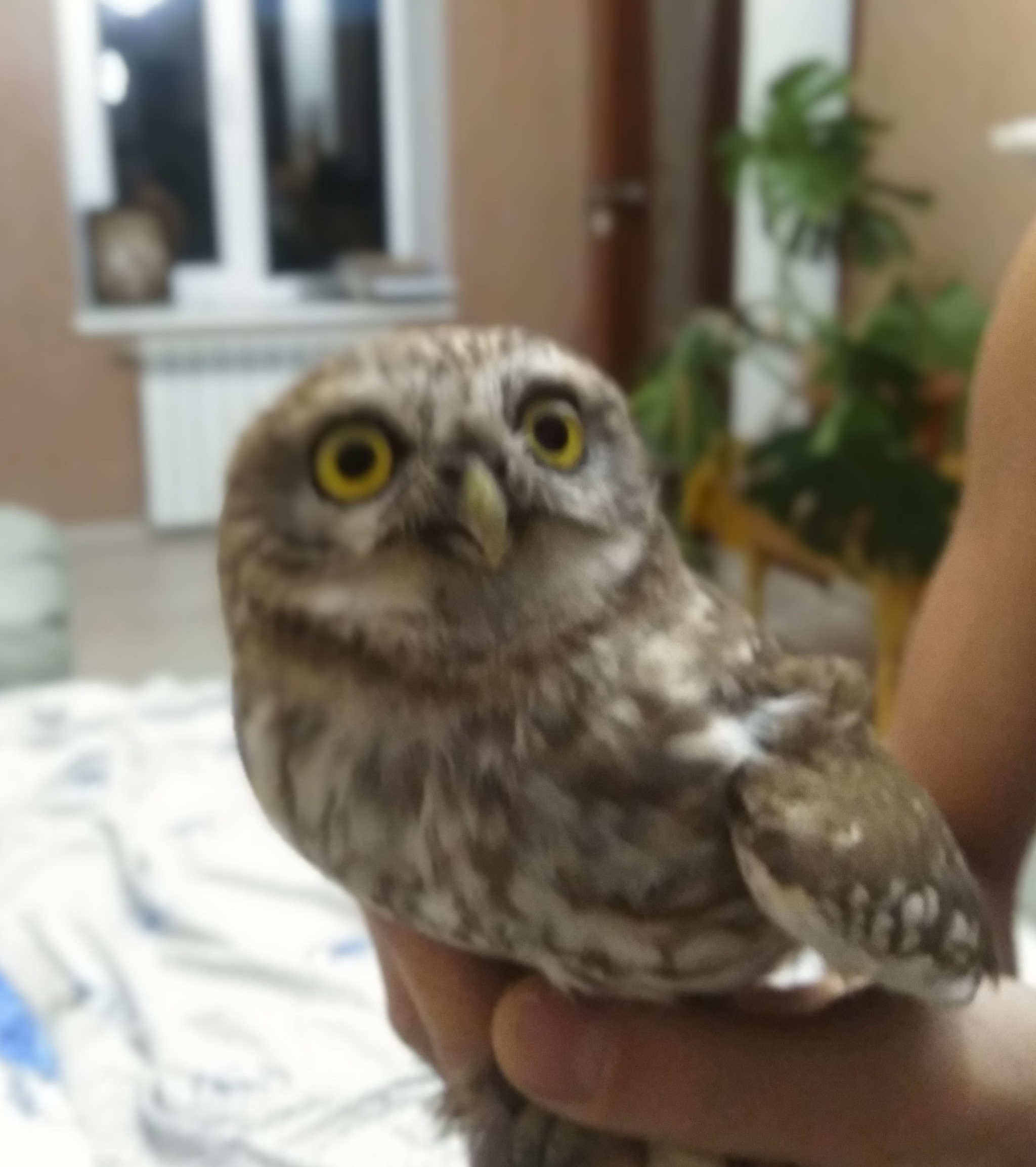 Сыч домашний