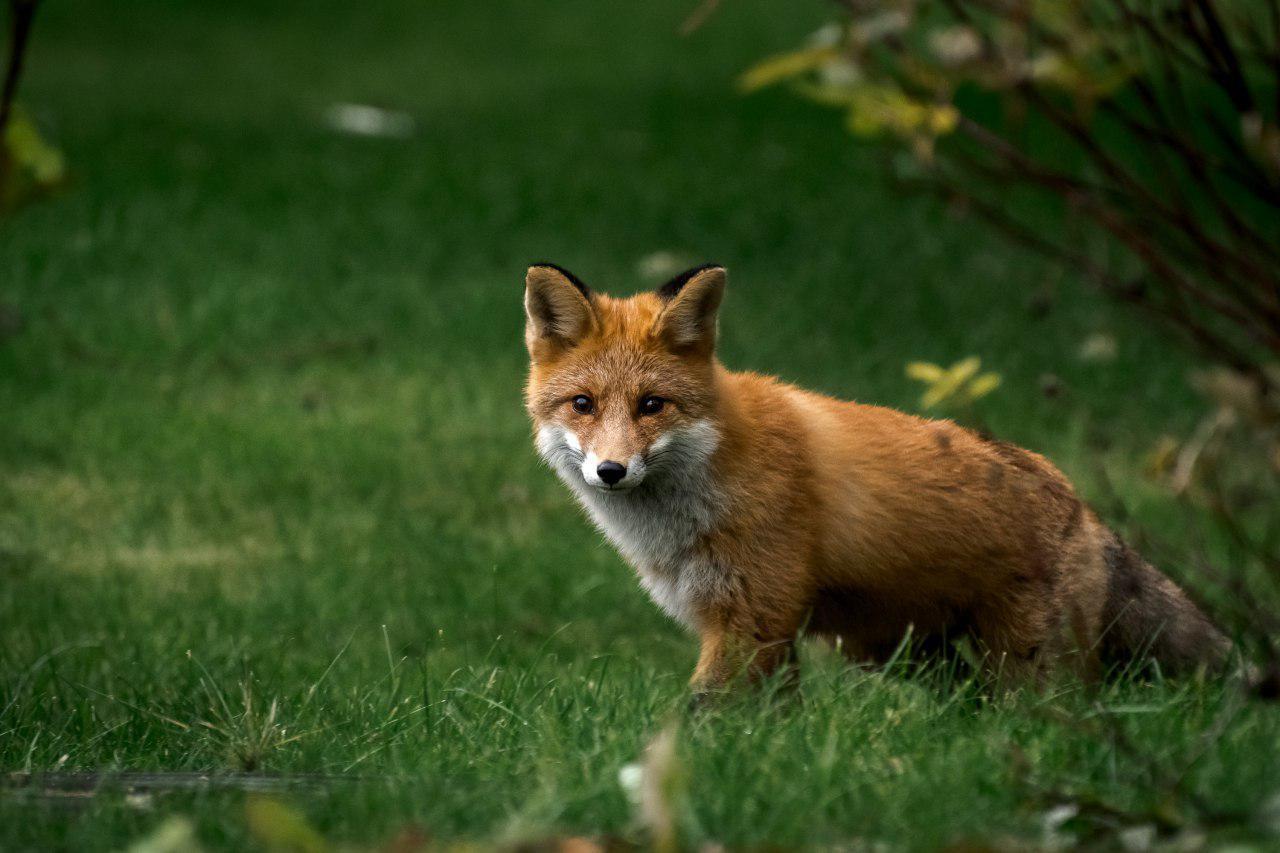 little fox - My, The photo, Animals, Wild animals, Animalistics, Fox, Longpost