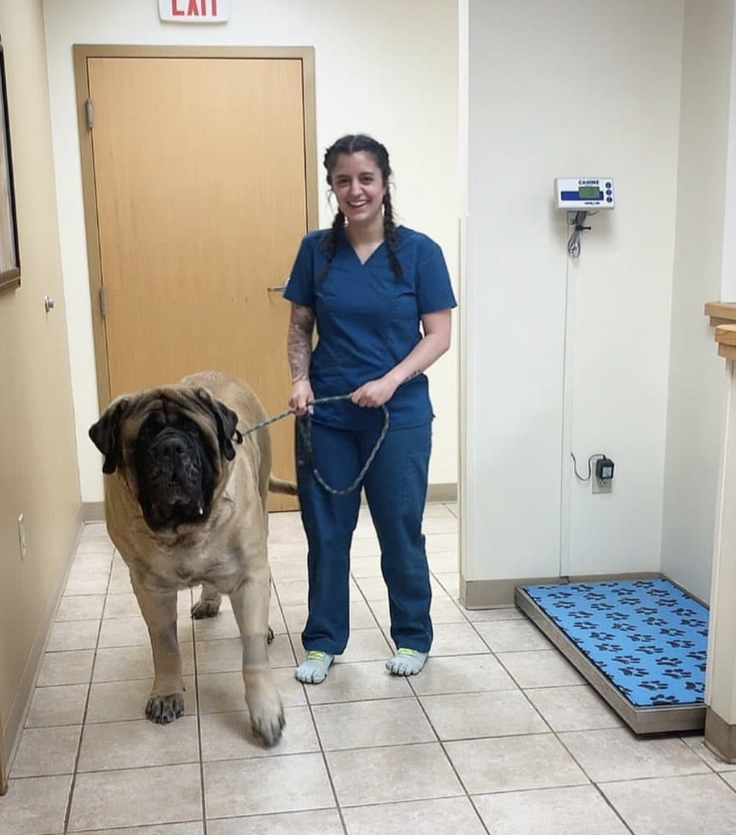 Very big good boy - Dog, The photo, Mastiff