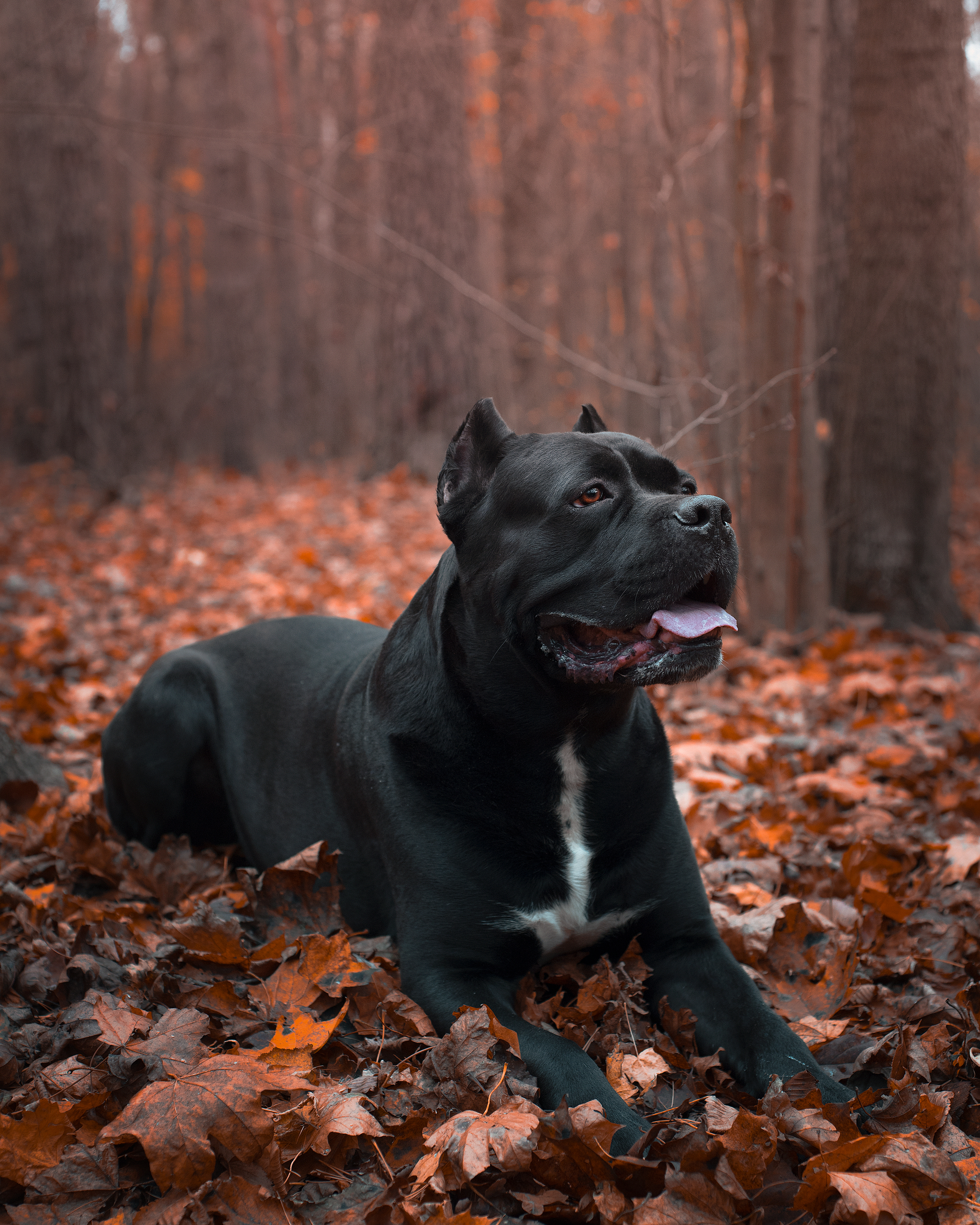 Autumn Cane Corso - My, Dog, Cane Corso, The photo, Nikon D750, Autumn, Animalistics, Longpost