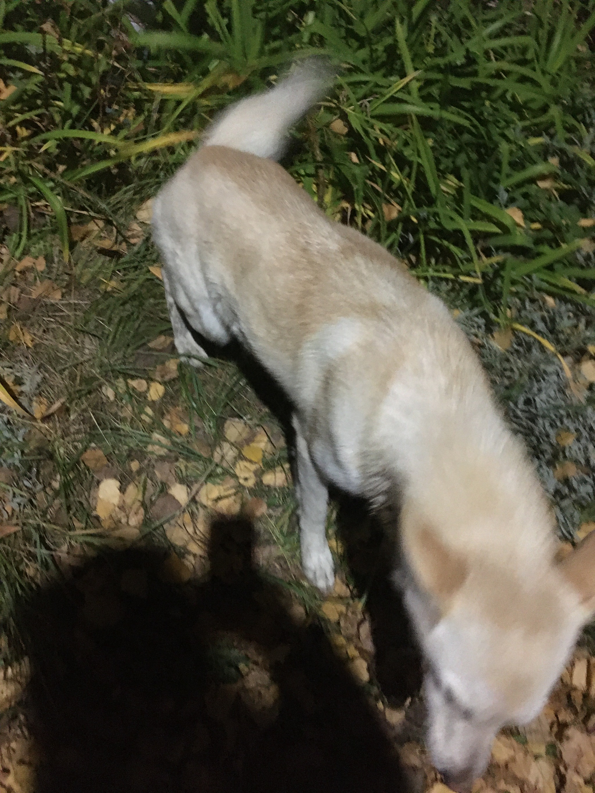 Whose dog? - My, Lost, Dog, Podolsk, No rating, Longpost