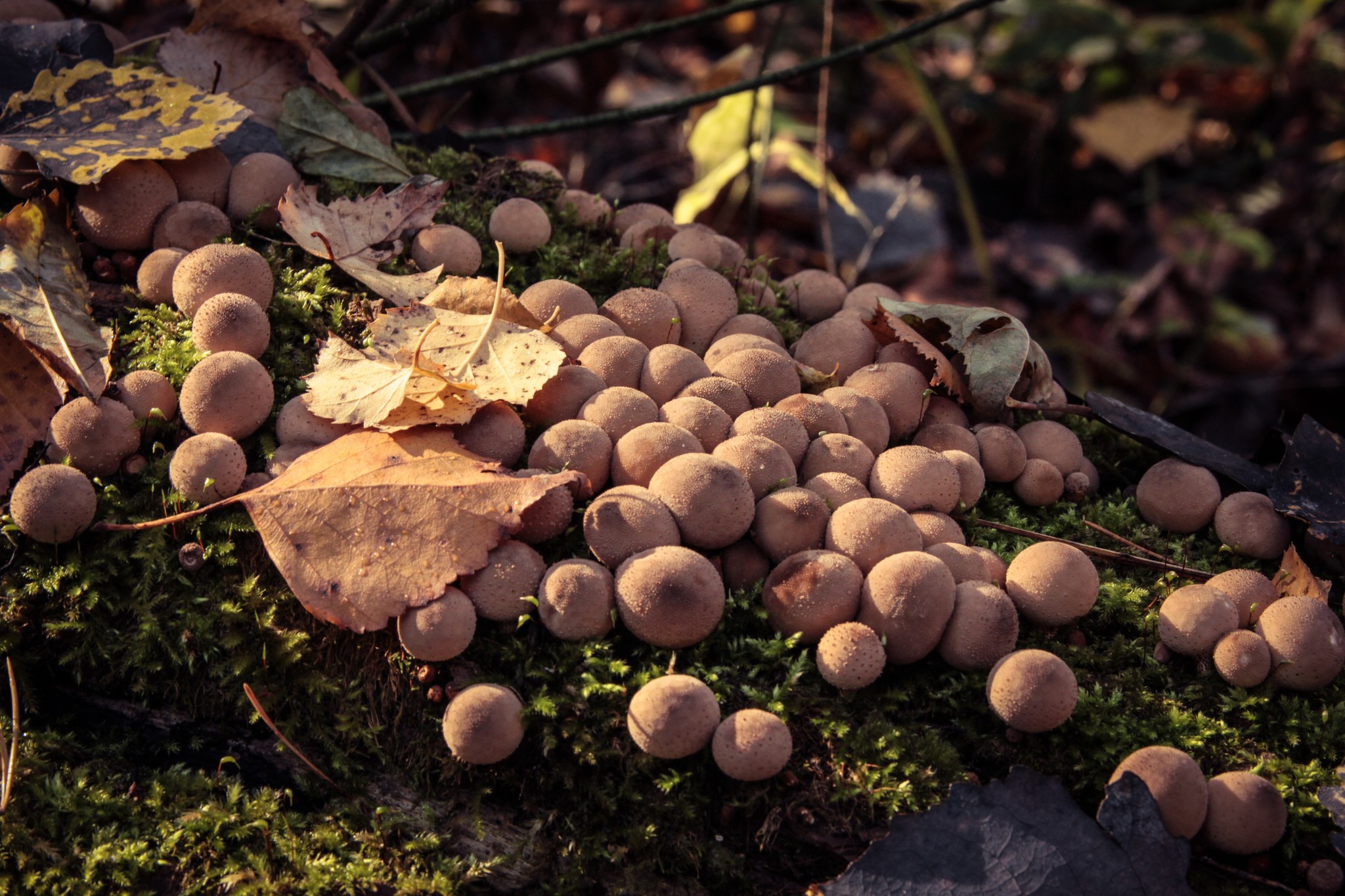 Honey mushrooms were originally planned)) - My, Mushrooms, Autumn, Nature, beauty, Longpost