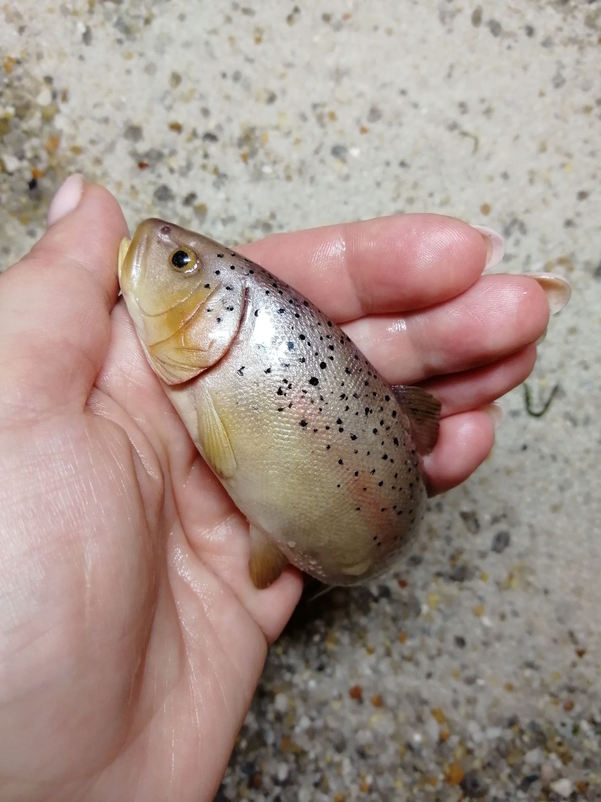 Fish and video review of finished works - My, Polymer clay, A fish, Mug with decor, Fishing, Needlework without process, Creation, Video, Longpost