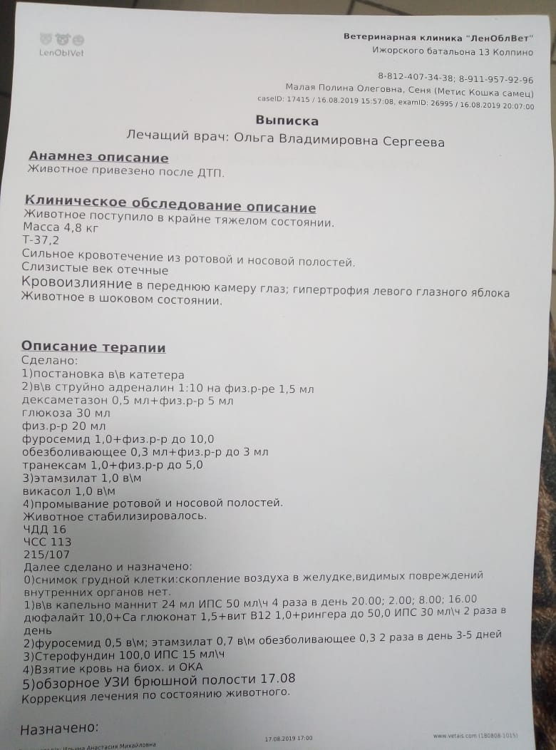 Двух котов сбили на улице при ребенке. Один умер на месте, другого срочно  повезли на лечение. Никто не верил, что кот выживет. | Пикабу