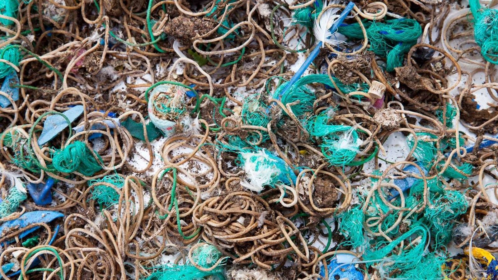 An island sanctuary in southern Britain is covered in rubber bands - Mystery, Solution