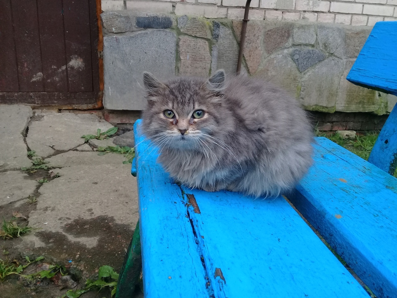 Kitten needs a HOME - My, cat, In good hands, Luban, Longpost