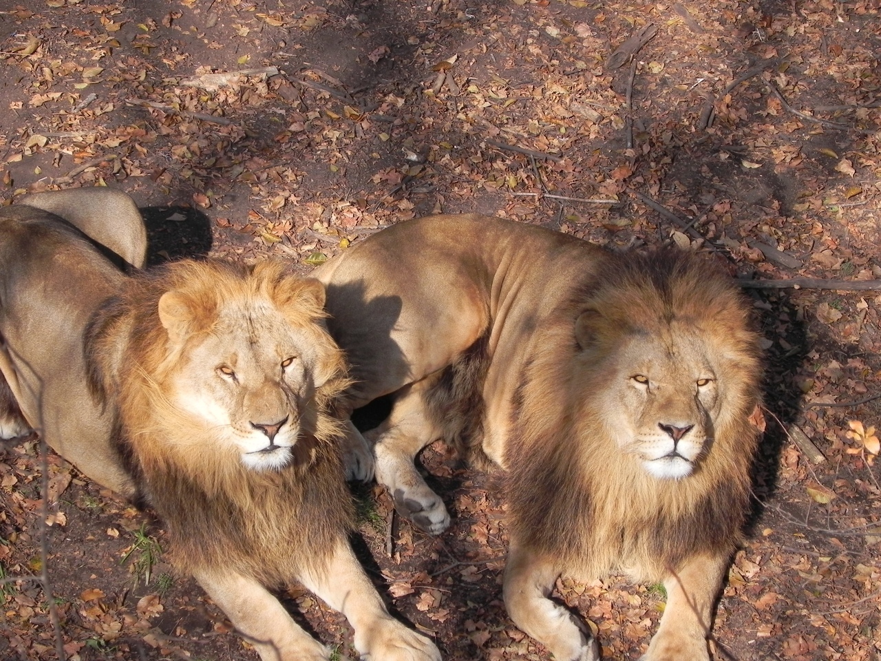 Some animals from Safari Park - My, Seaside Safari Park, a lion, Tiger, Vulture, Deer, Crow, Longpost