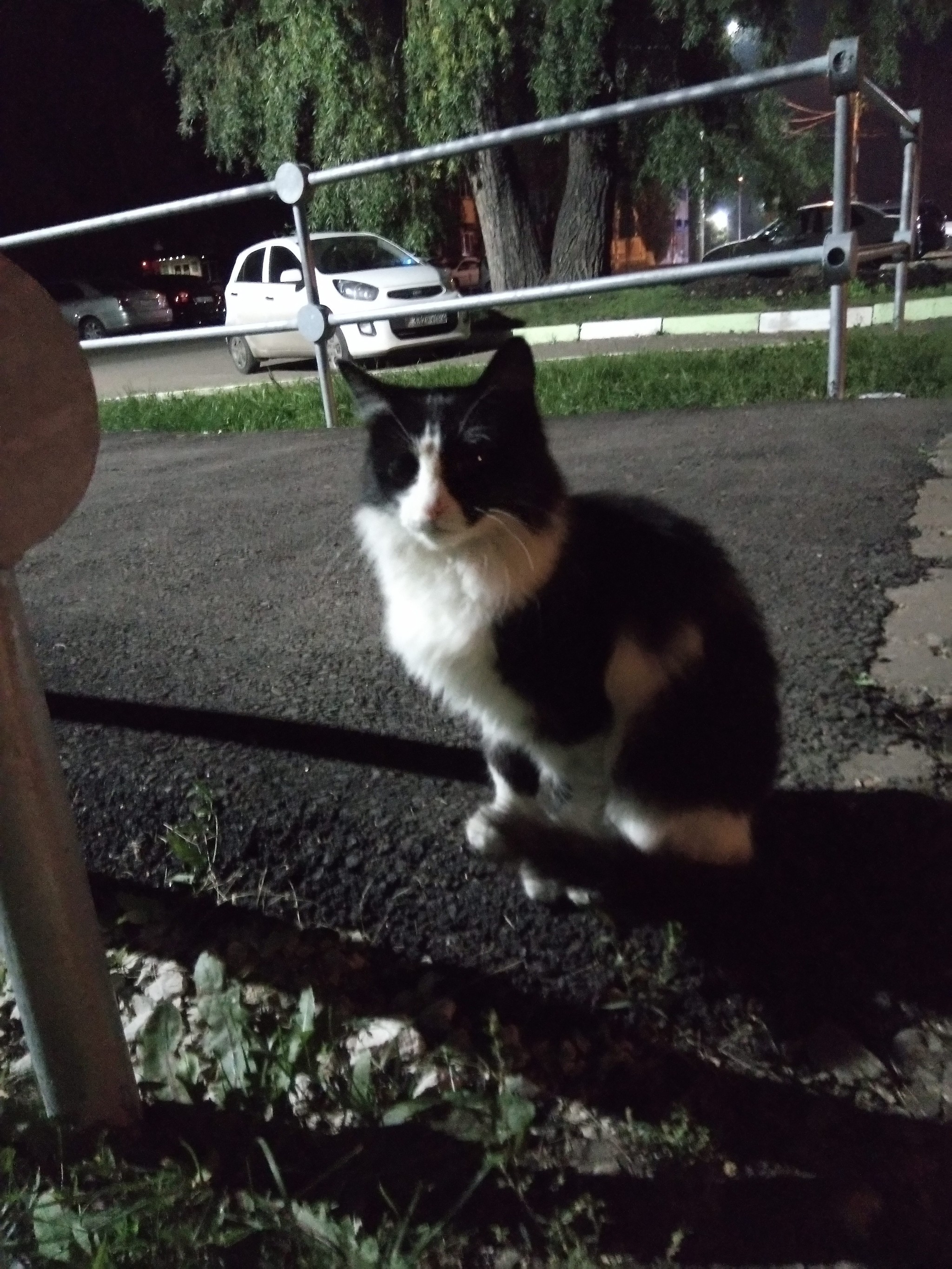 Street cats - My, cat, Catomafia, The photo, Longpost, Animals