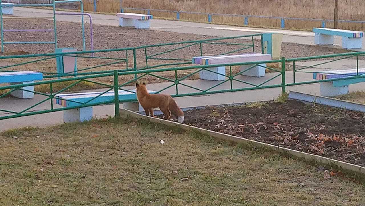 Red-haired student - My, Fox, School, Animals, Video, Longpost