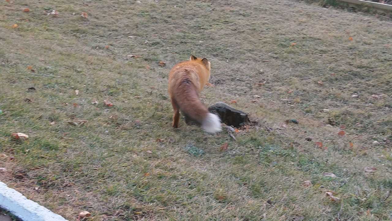 Red-haired student - My, Fox, School, Animals, Video, Longpost