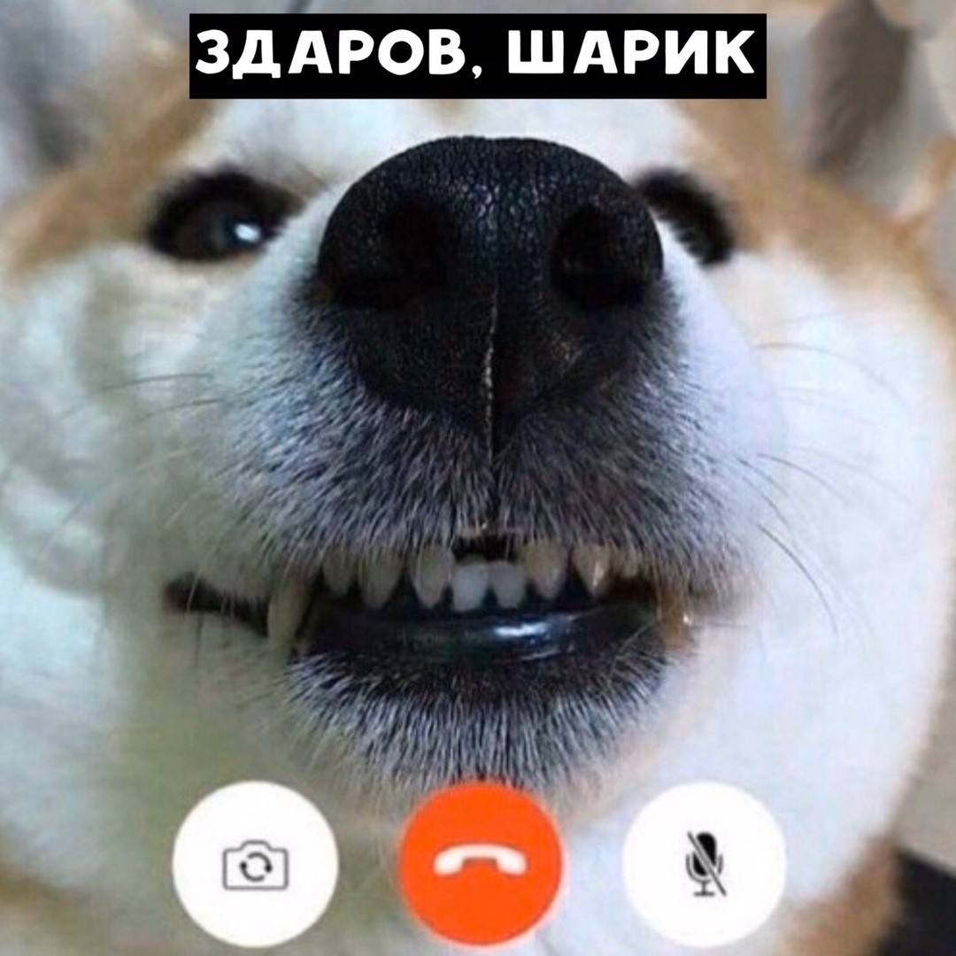 When you postpone an important conversation to a meeting - Longpost, Picture with text, Memes, Parody, cat, Dog