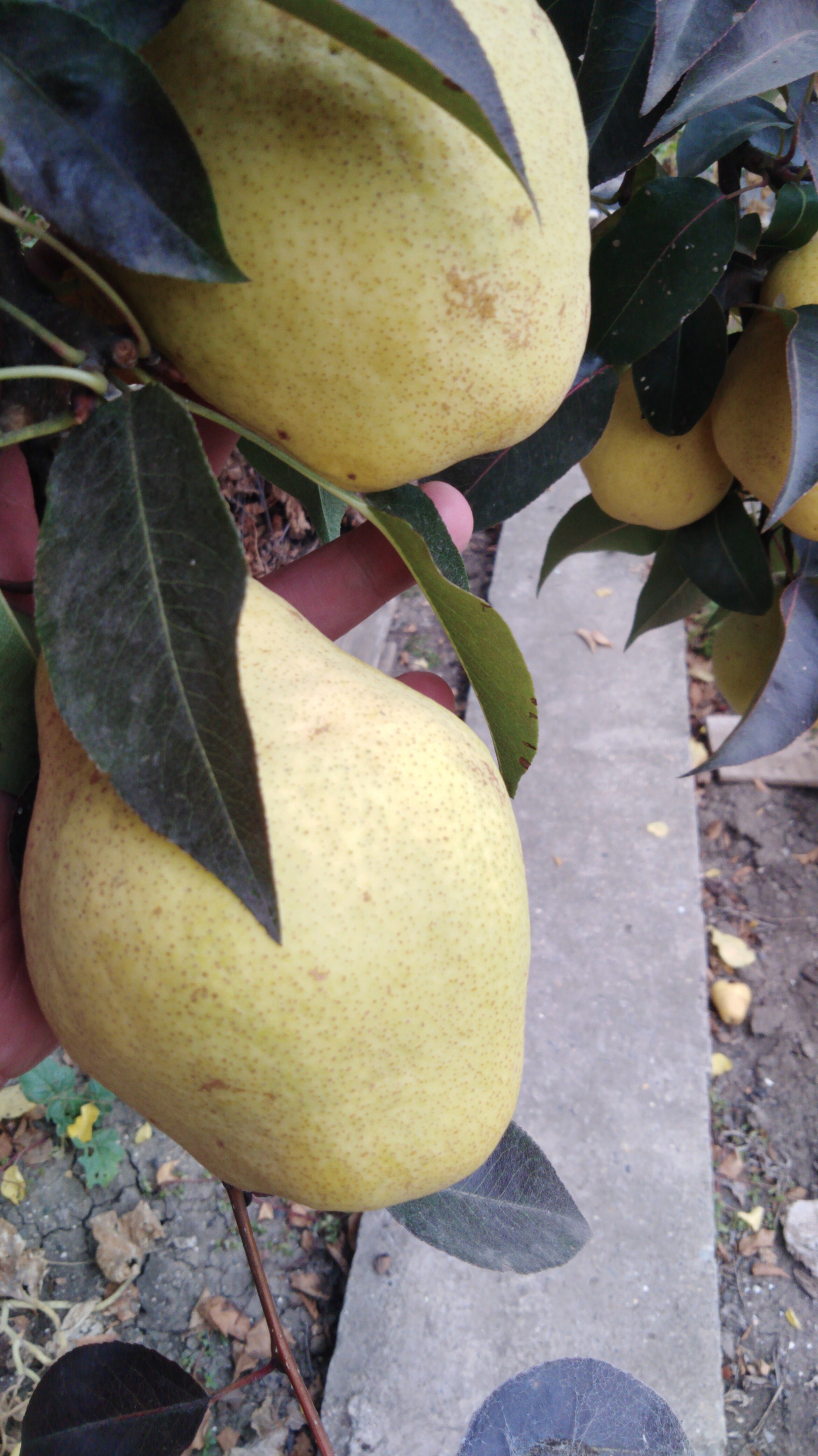 Meanwhile, in the Krasnodar region. - My, Garden, Garden, Autumn, Harvest, Краснодарский Край, Longpost