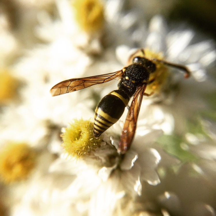 Macro on iPhone 6 - My, Macro photography, Nature, The photo, Mobile photography, Insects, Flowers, Longpost