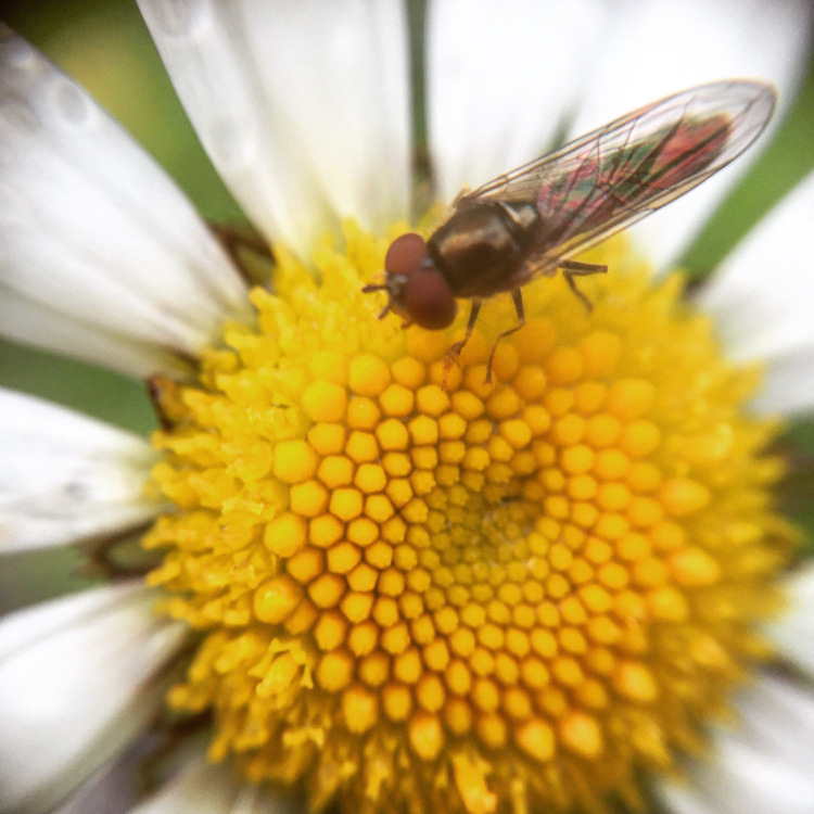 Macro on iPhone 6 - My, Macro photography, Nature, The photo, Mobile photography, Insects, Flowers, Longpost