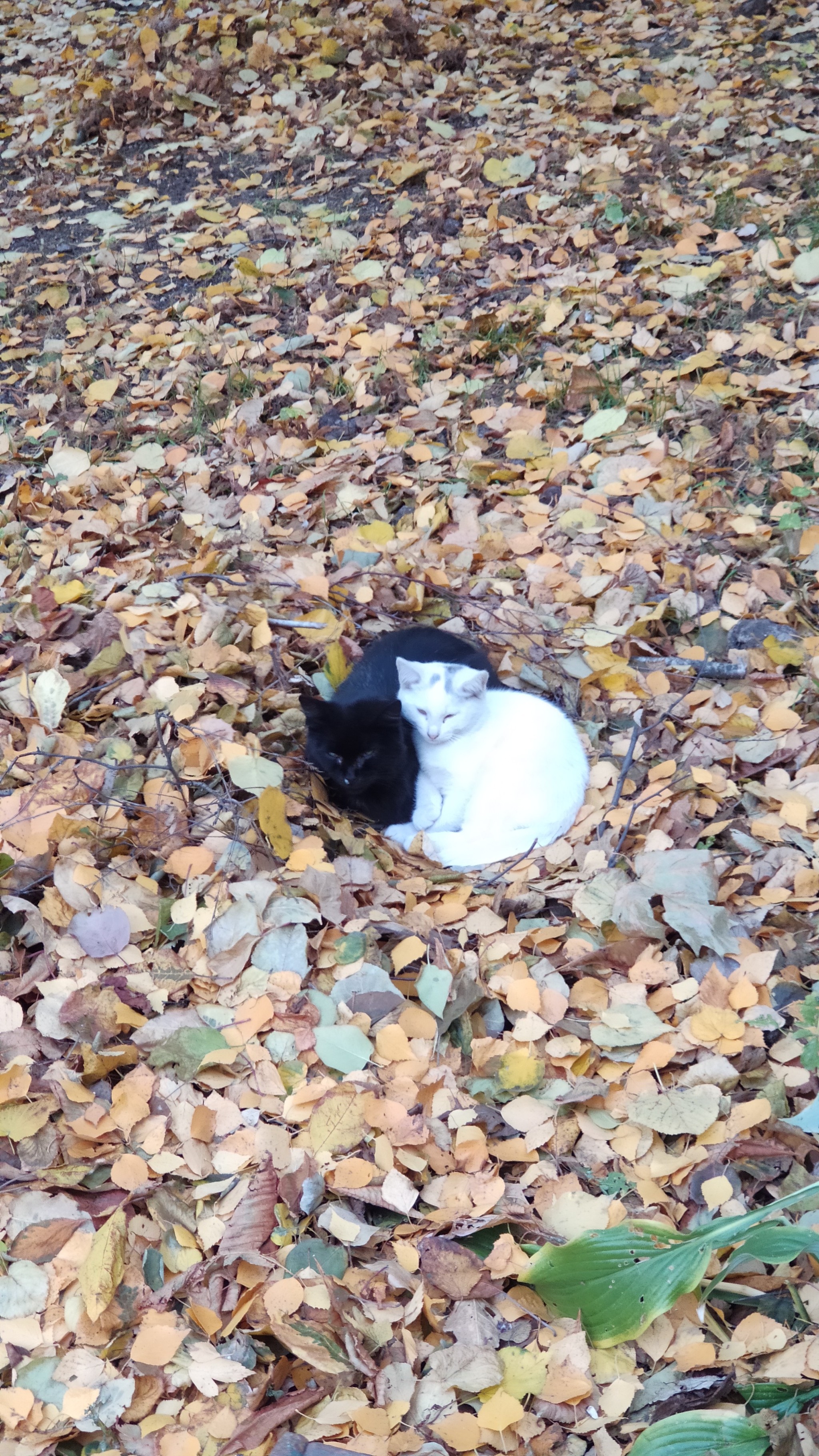 Yin-yang for cats - My, Kittens, Foliage, Milota, Longpost, cat