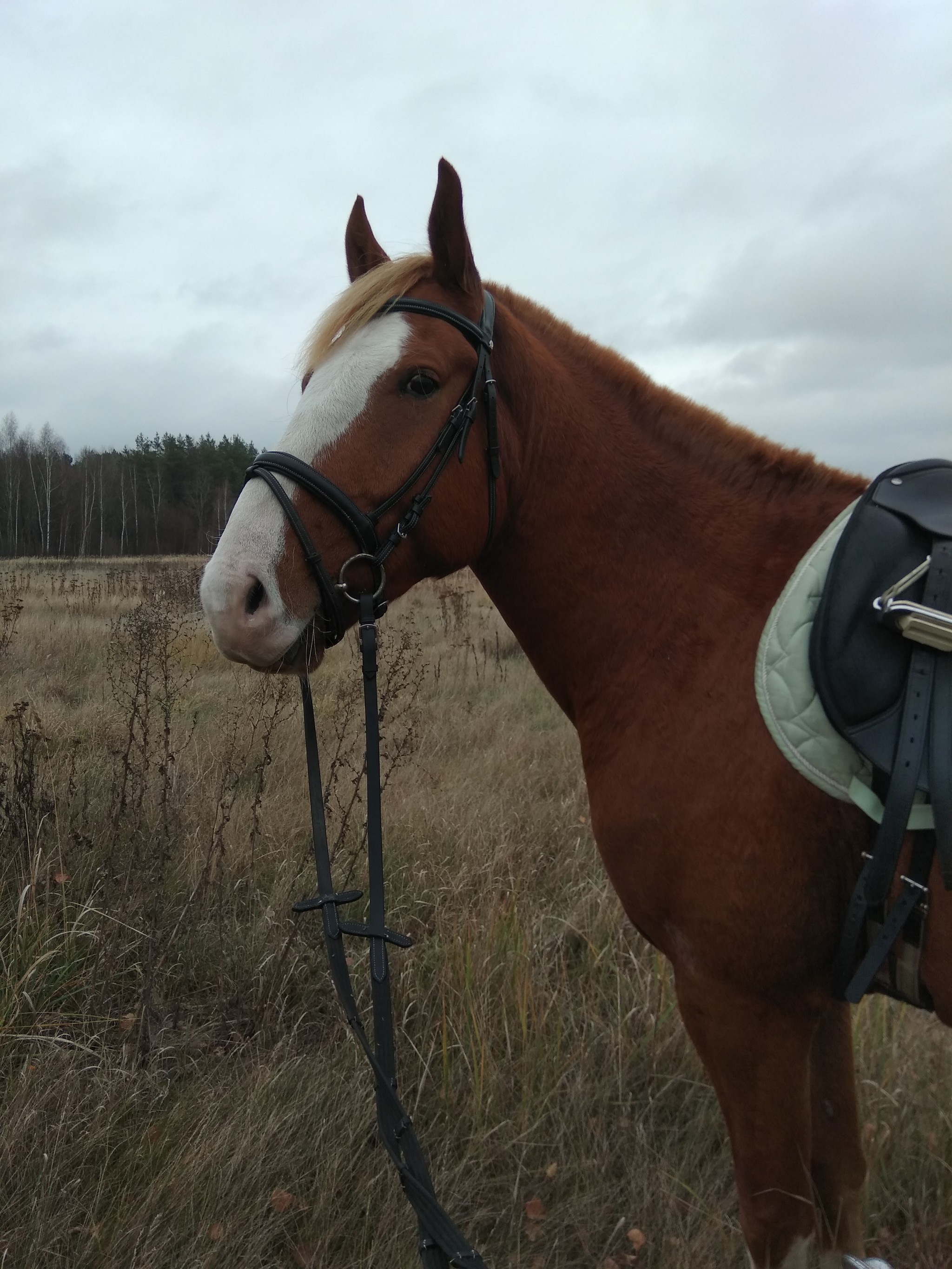 How I Almost Killed Poof - My, Horse Stories, Horses, Relocation, Longpost