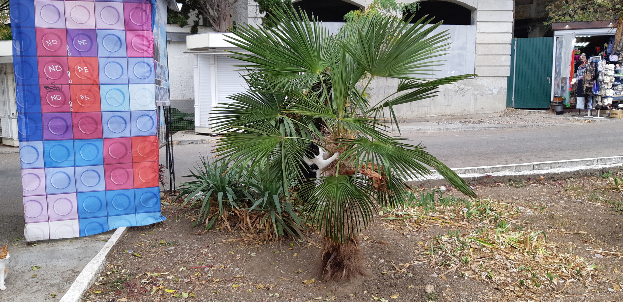 A couple of cats in Gurzuf. - My, Crimea, cat, Gurzuf