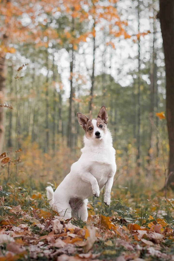 Take off - My, Animals, Pets, Cur, Milota, Longpost