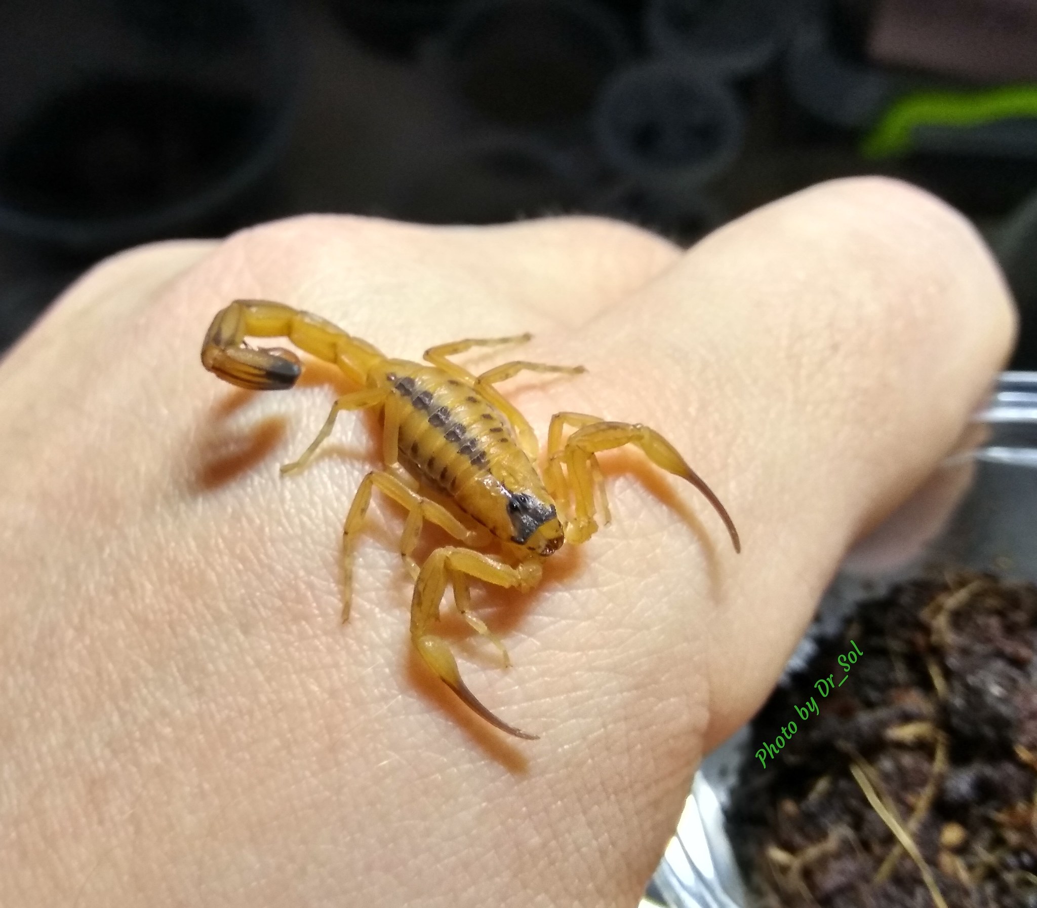 Scorpios. Updated post. - My, Scorpion, Milota, Pets, Pet, Arachnophobia, Longpost