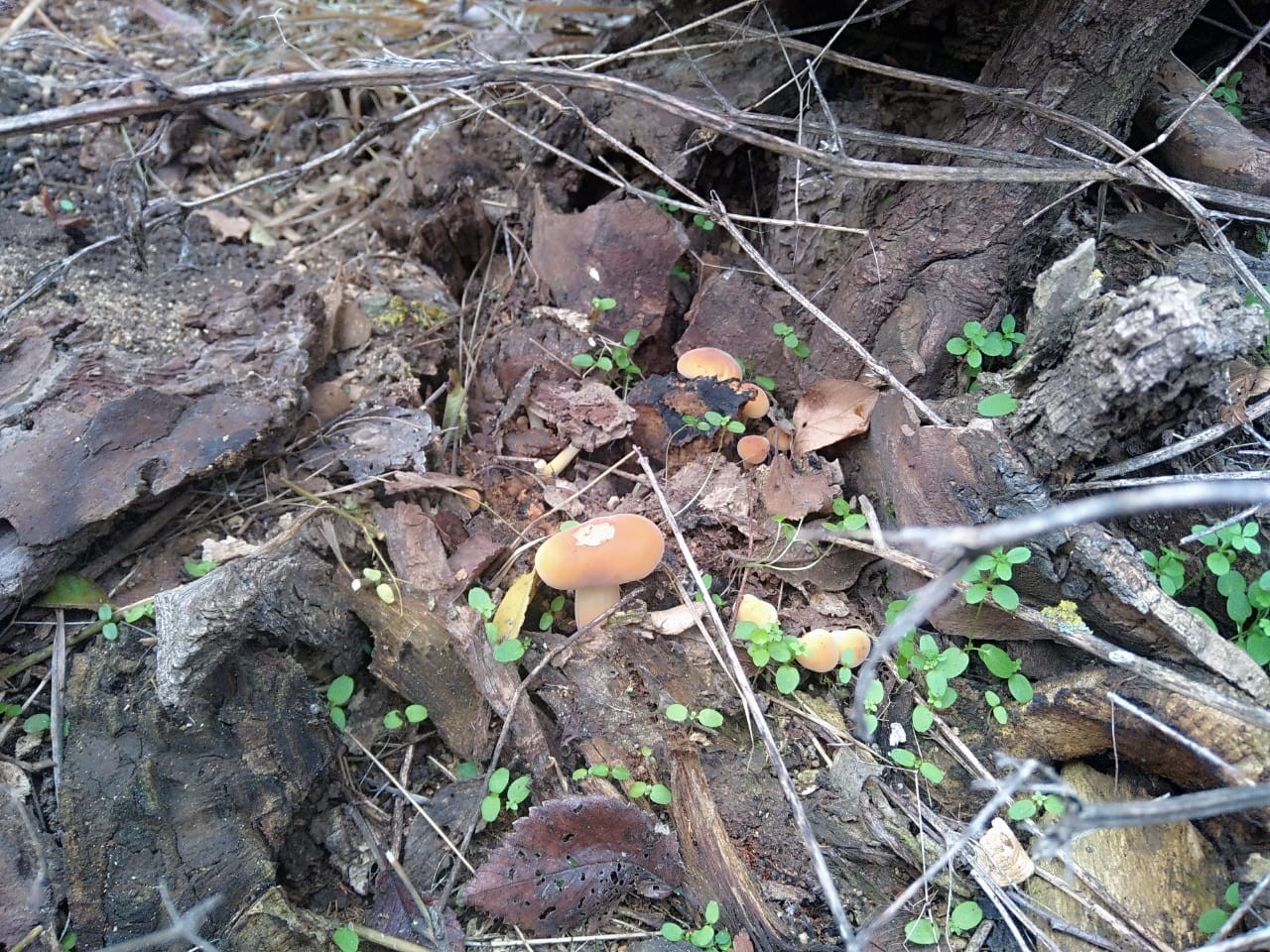 Silent hunting again Volgodonsk - My, Silent hunt, Mushrooms, Tricholoma, Longpost