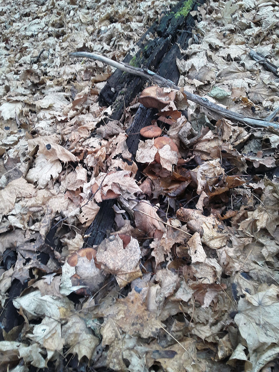 The name is honey mushrooms. - My, Mushrooms, Honey mushrooms, Autumn, Autumn leaves, Orenburg region, Longpost