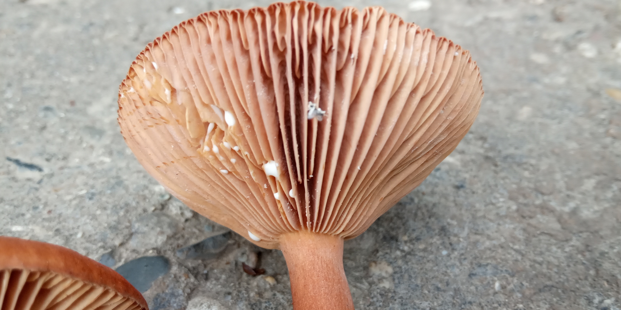 The last beauty. - My, Mushrooms, Mushroom season, Longpost