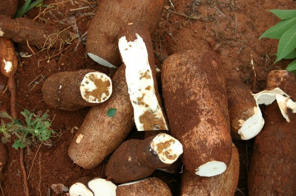 Cassava is the bread of Africa. - Cassava, Сельское хозяйство, Longpost