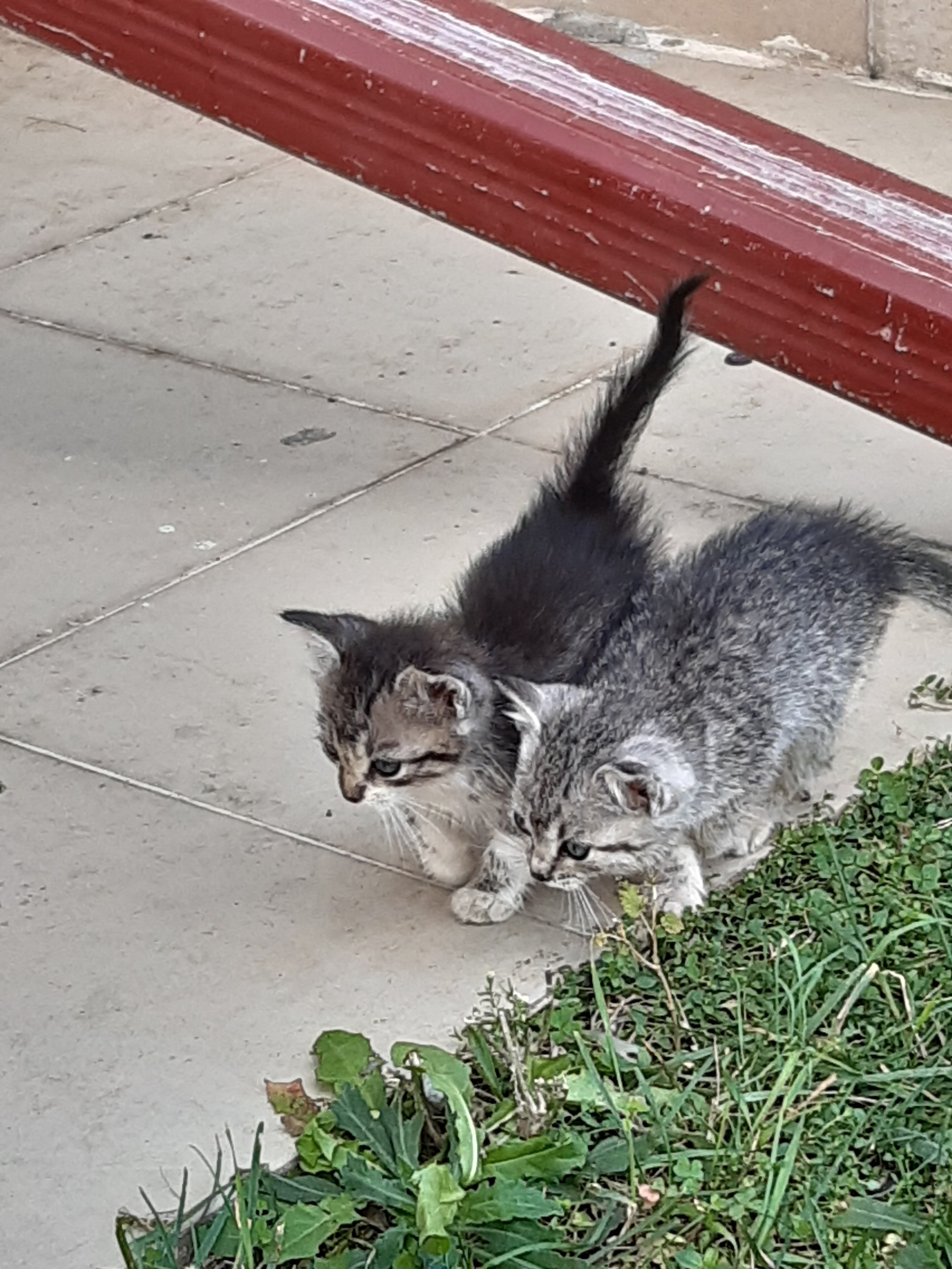 Очаровательные котята в добрые руки -  Сочи. - Моё, Котята, Длиннопост, Без рейтинга, Сочи, Кот, В добрые руки