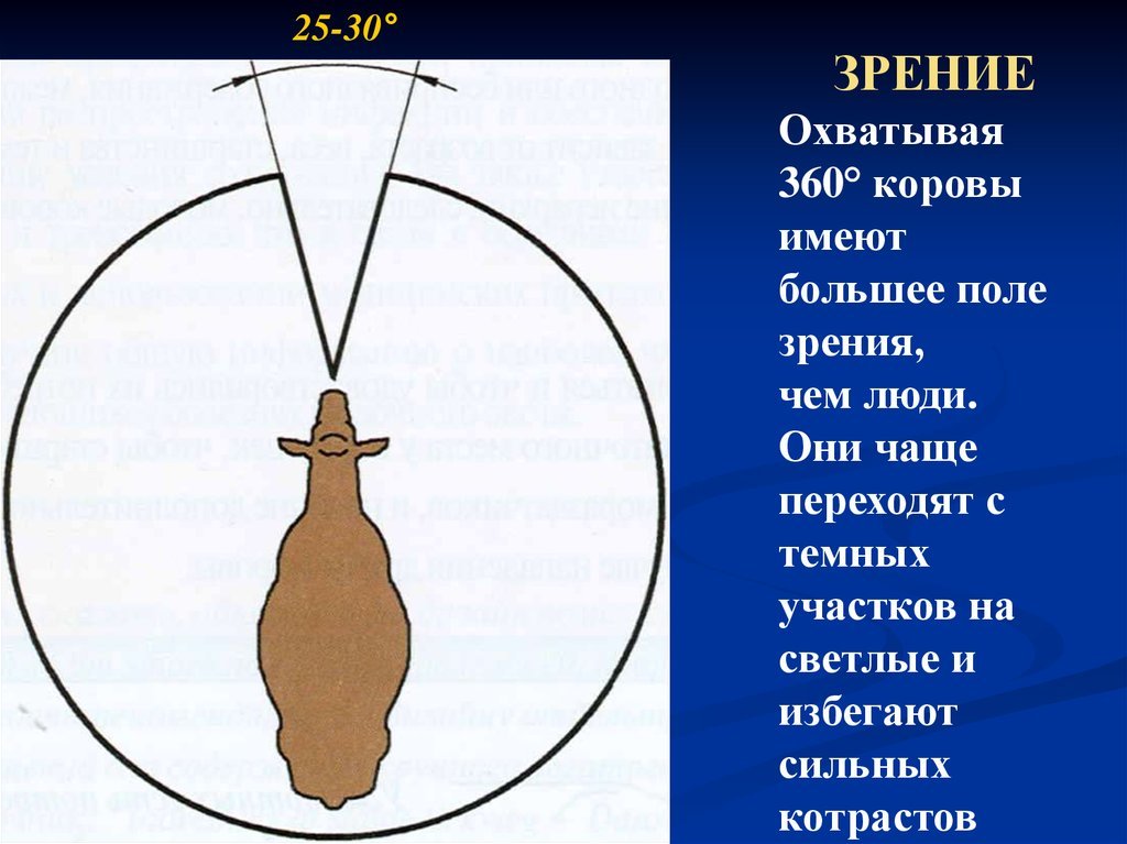 Поведение оленей | Пикабу