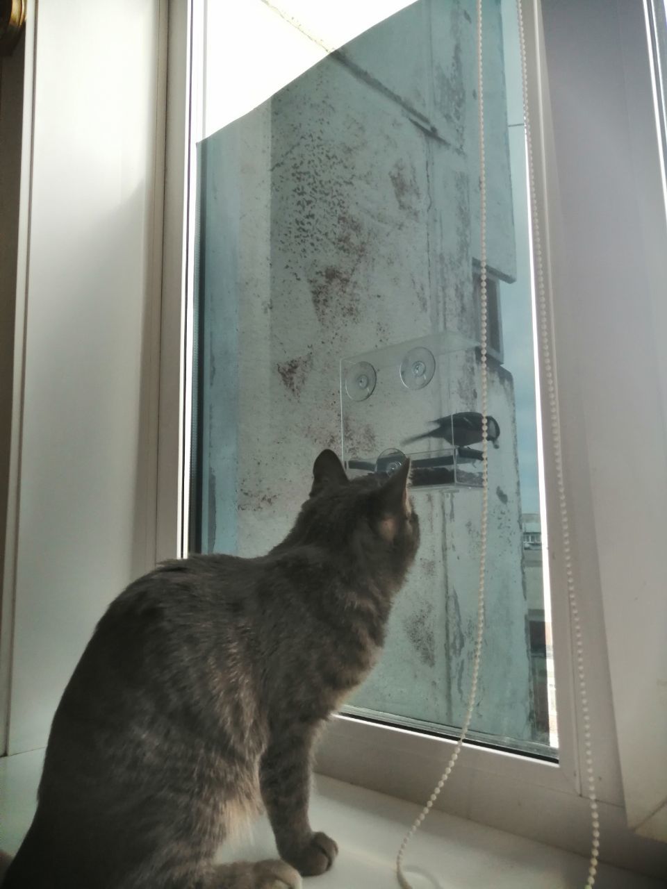 Feeder on the window - My, Birds, cat, Trough, Longpost, Video