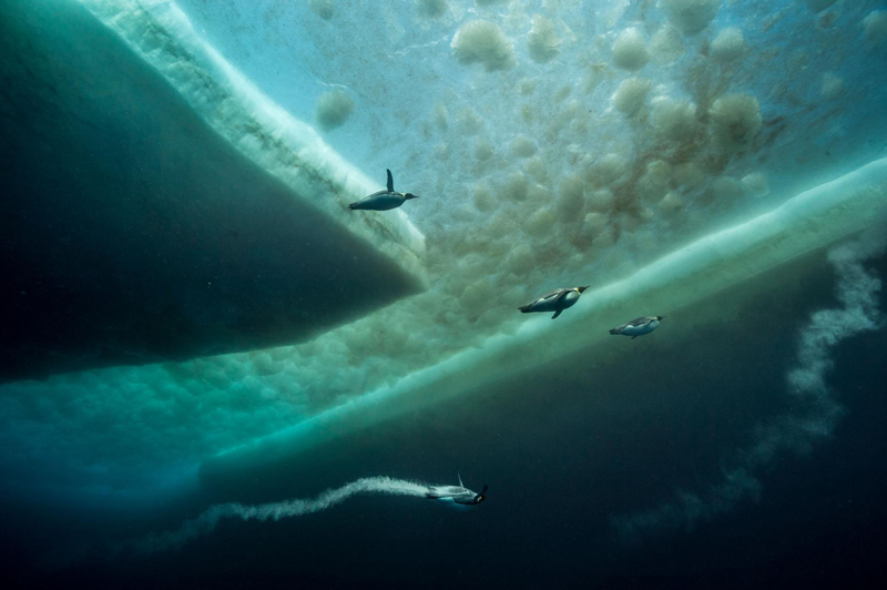 The world hidden under the ice of Antarctica - photographer Laurent Ballesta - Nature, Ocean, The photo, Longpost