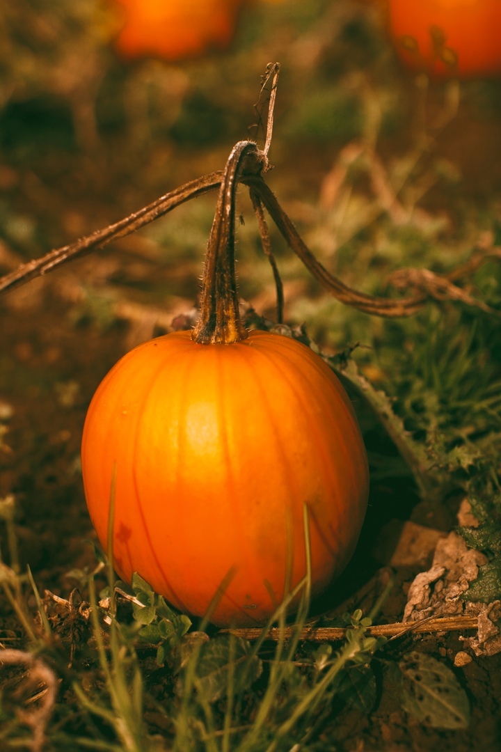 Autumn mood - Redheads, Pumpkin, Halloween, Autumn, The photo, Longpost