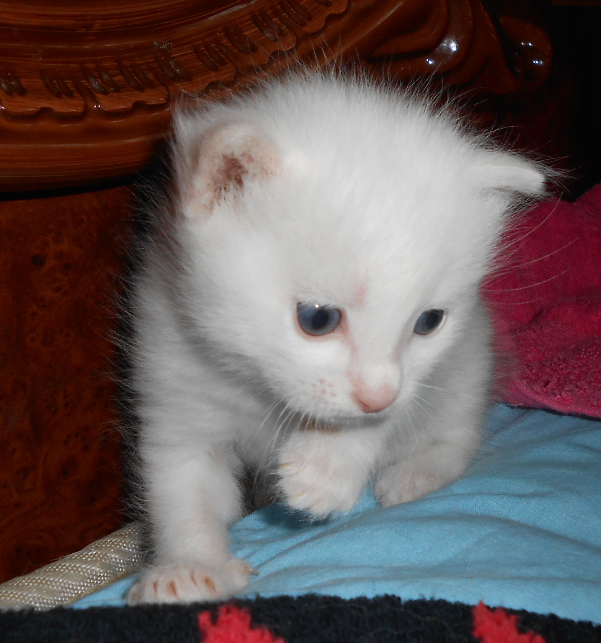 Cats and kittens, a selection of white and fluffy ones to decorate your feed - My, cat, Catomafia, Kittens, March cats, Longpost