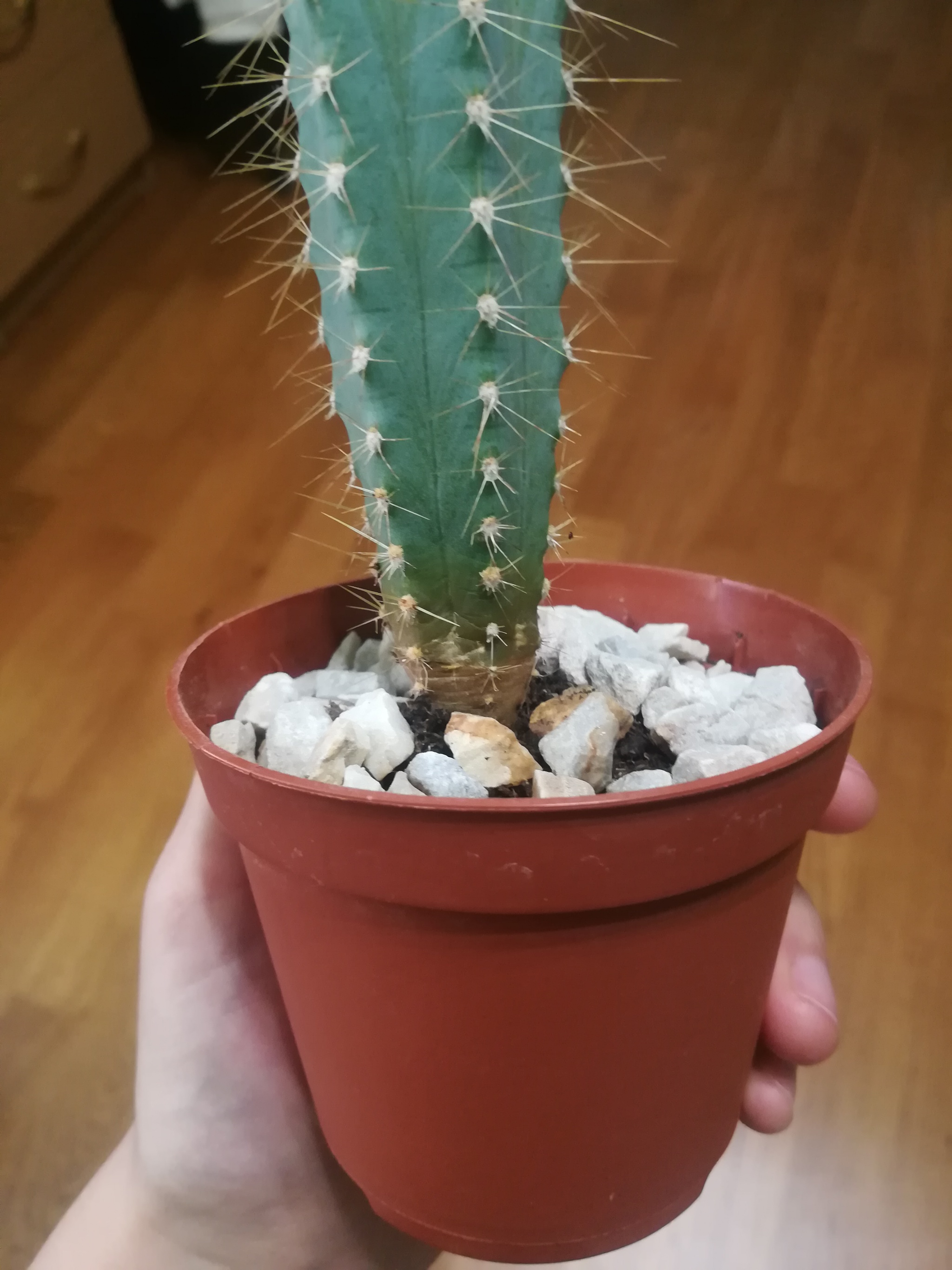 What's wrong with the cactus and how to treat it? Help me please - My, Cactus, Disease, Houseplants, Help, Longpost