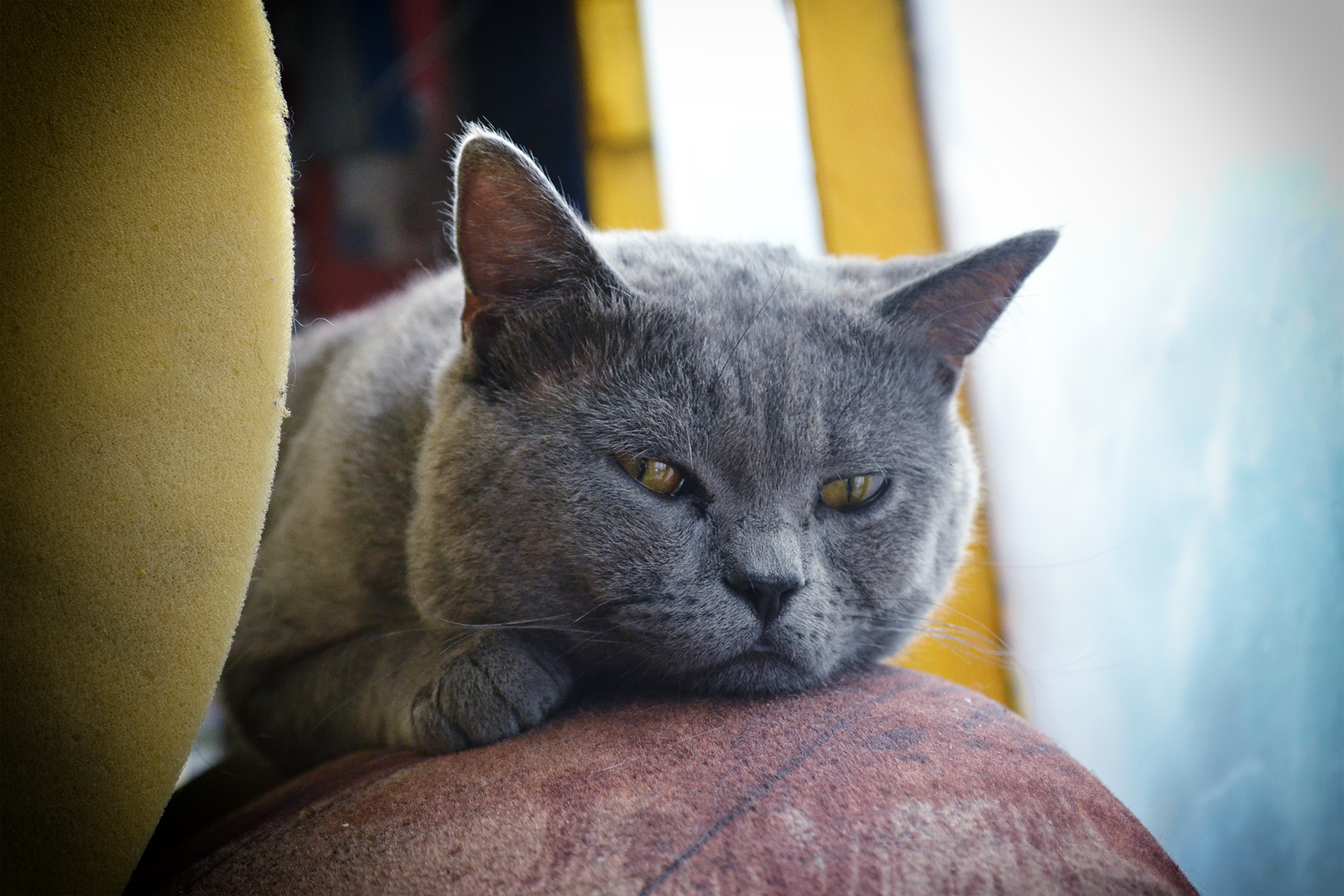 Tikhon - My, Catomafia, Nikon d3100, cat