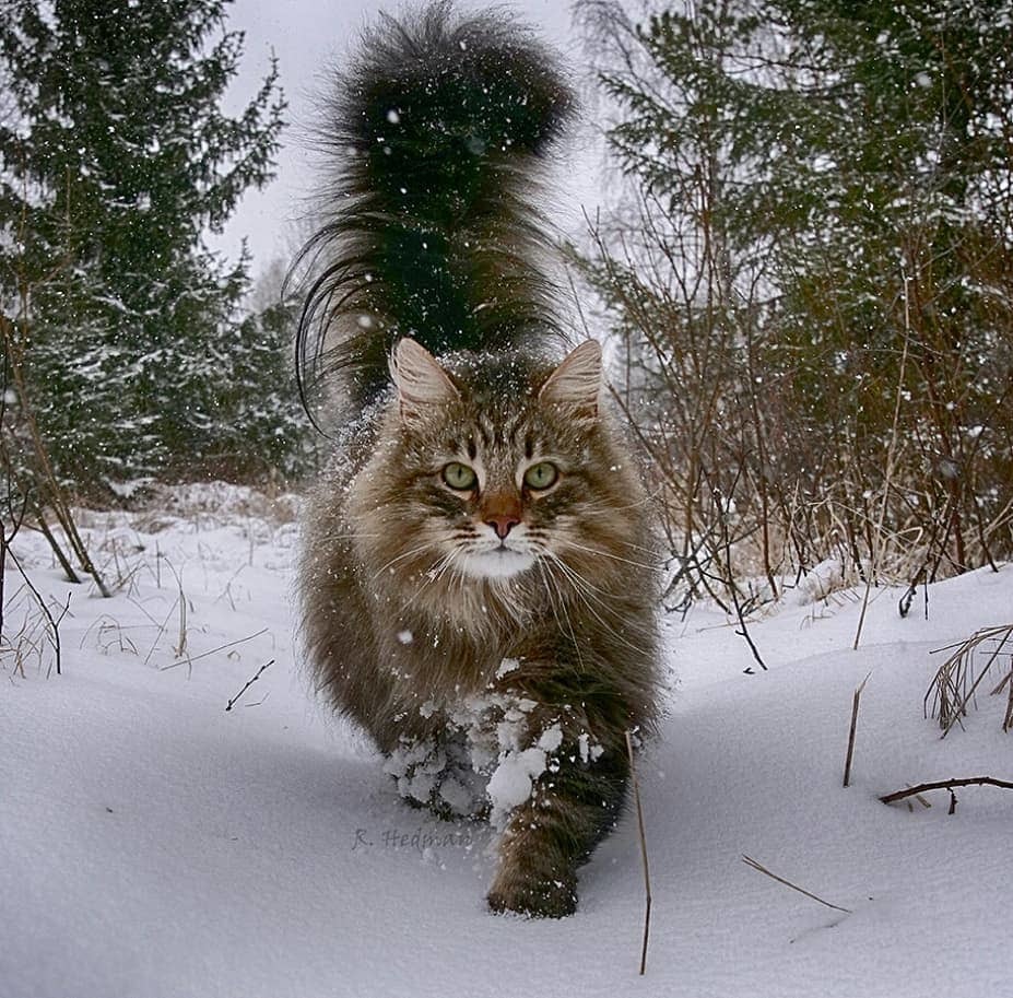Норвежская Кошка Котенок Фото