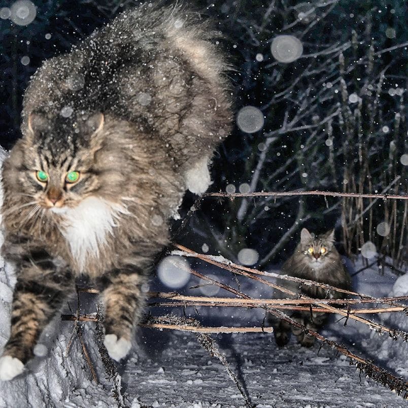 Gorgeous Norwegian Forest cats that are huge, fluffy and love snow - cat, Norwegian Forest Cat, Snow, Finland, Longpost, PHOTOSESSION