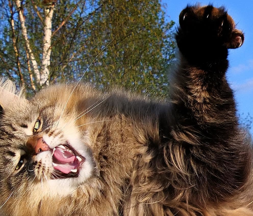 Gorgeous Norwegian Forest Cats that are huge, fluffy and love snow - cat, Norwegian Forest Cat, Snow, Finland, Longpost, PHOTOSESSION